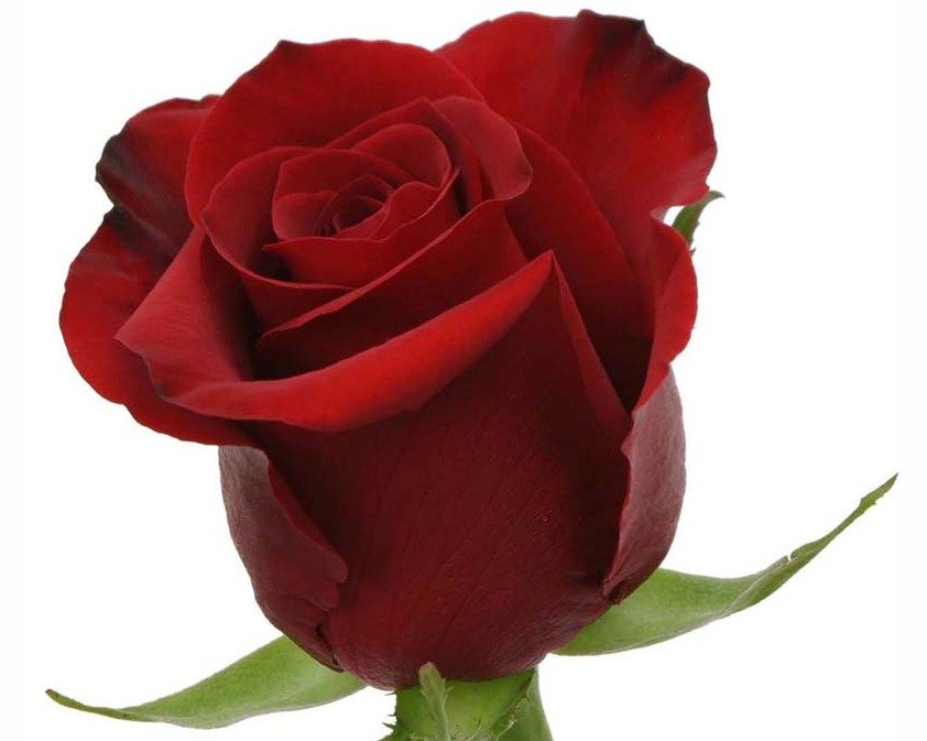 Rose Freedom